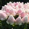 Hydrangea paniculata Candy Love