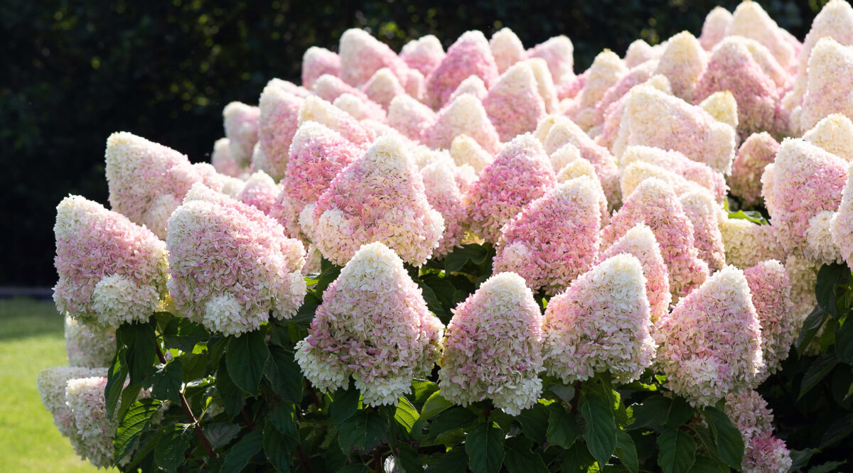 Hydrangea paniculata Candy Love