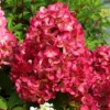 Hydrangea paniculata Diamond Rouge