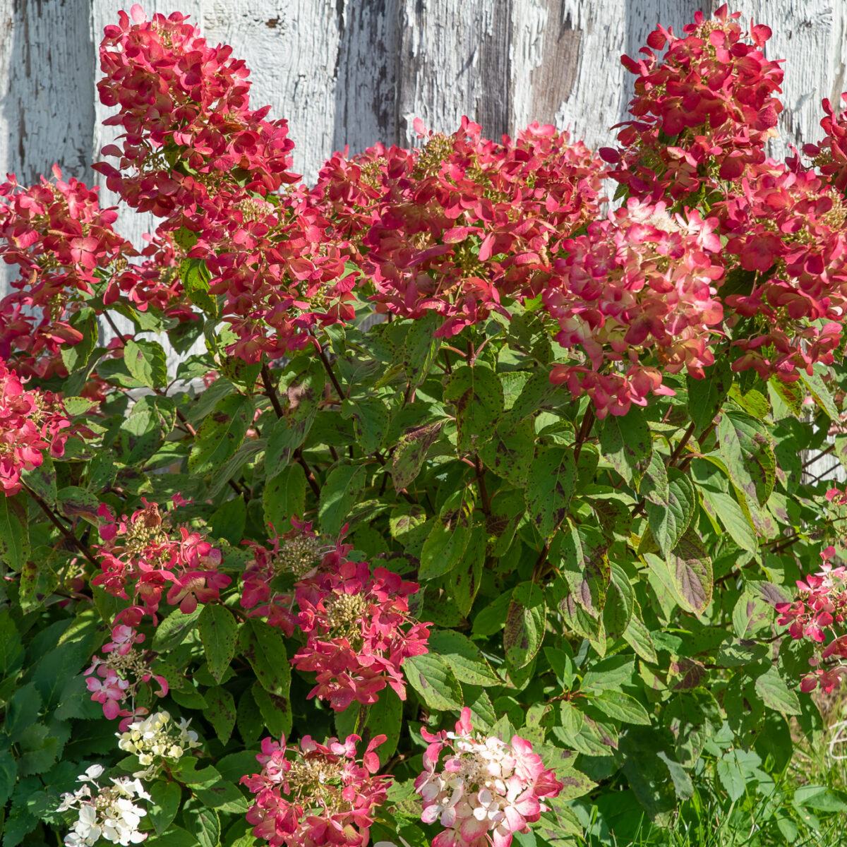 hydrangea-diamond-rouge Hydrangea paniculata Diamond Rouge
