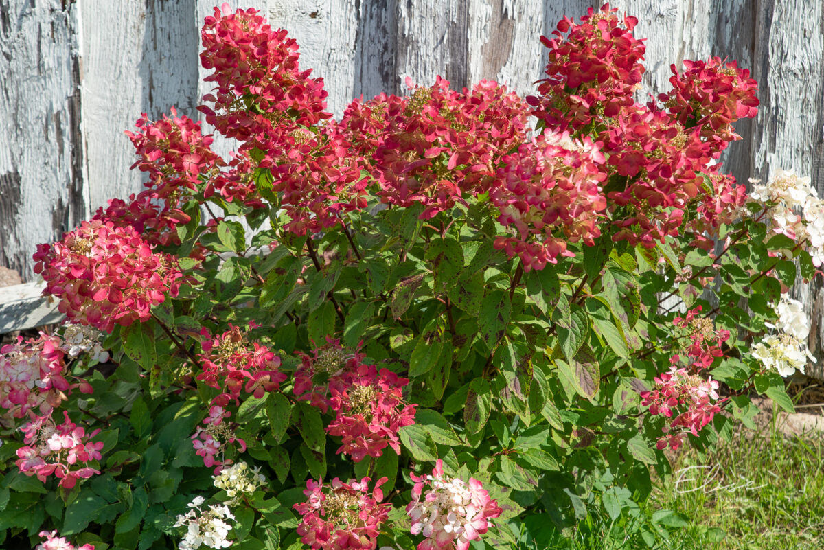 Hydrangea paniculata Diamond Rouge