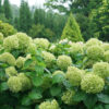 Hydrangea arborescens Lime Rickey