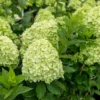 Hydrangea paniculata Limelight