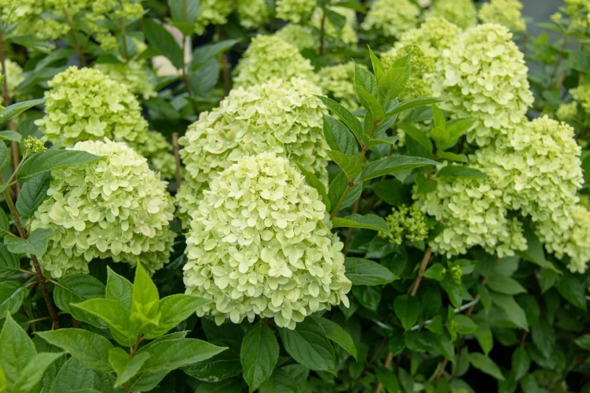 Hydrangea paniculata Limelight