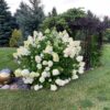Hydrangea paniculata Limelight