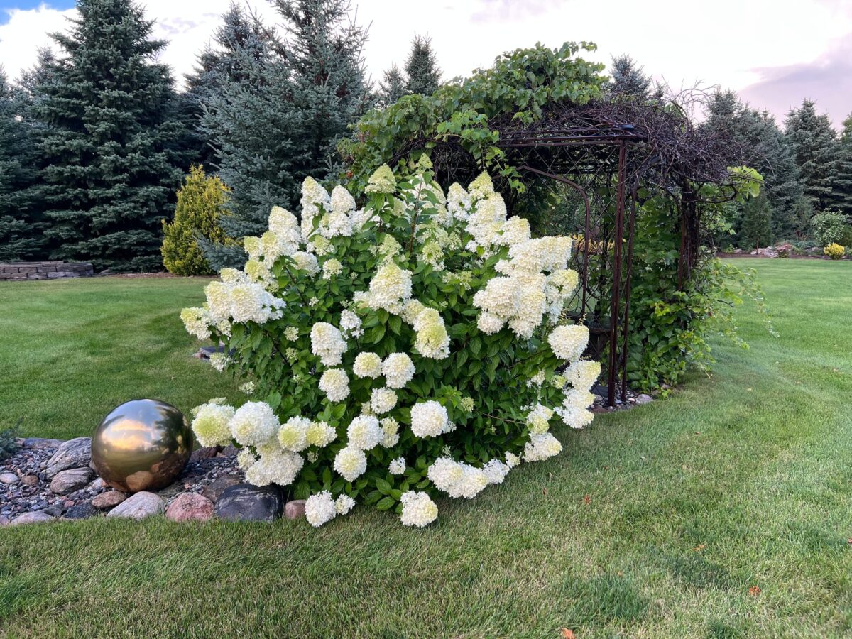Hydrangea paniculata Limelight