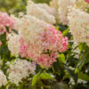 Hydrangea paniculata Little Blossom