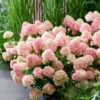 Hydrangea paniculata Little Blossom