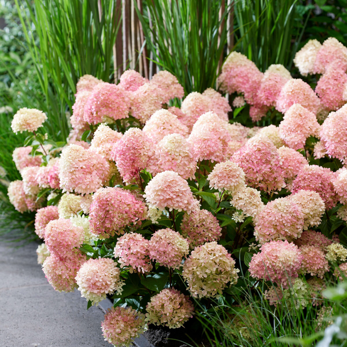 hydrangea-little-blossom Hydrangea paniculata Little Blossom
