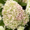 hydrangea-little-fresco-01 Hydrangea paniculata Little Fresco