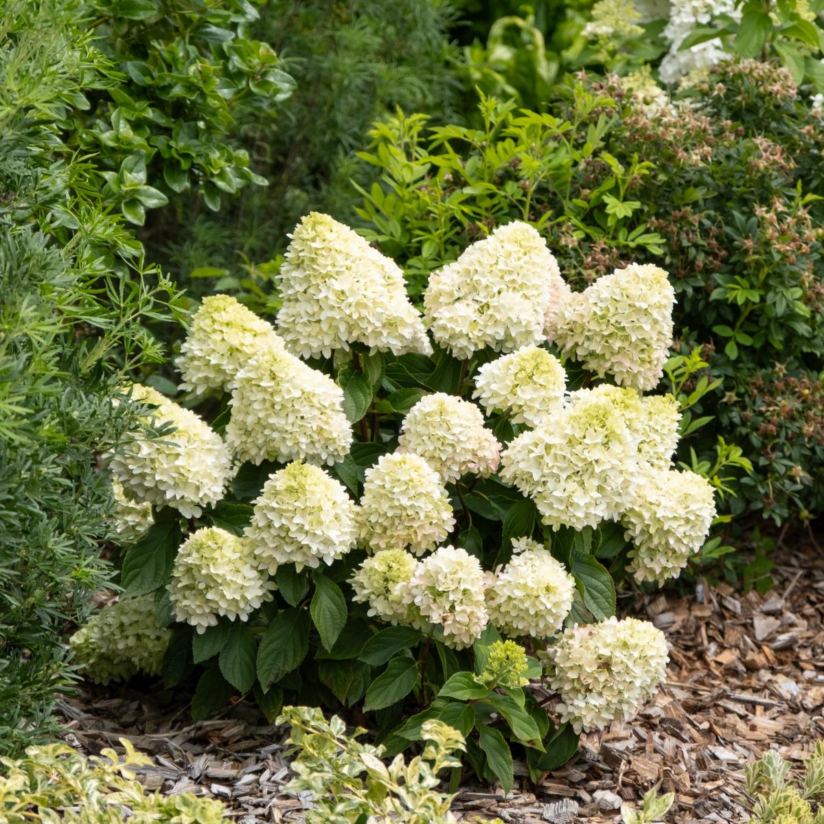 hydrangea-little-fresco Hydrangea paniculata Little Fresco