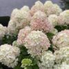 Hydrangea paniculata Little Lime