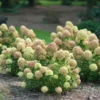 Hydrangea paniculata Little Lime