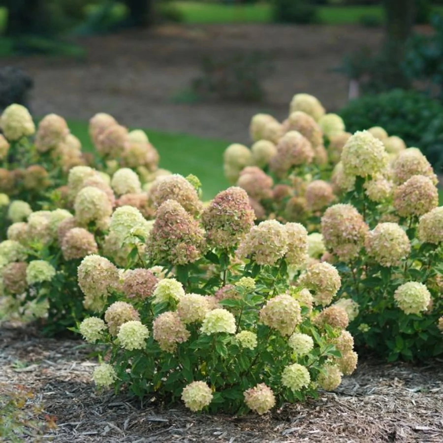 hydrangea-little-lime Hydrangea paniculata Little Lime