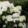 hydrangea-living-milk-honey Hydrangea paniculata Living Milk & Honey