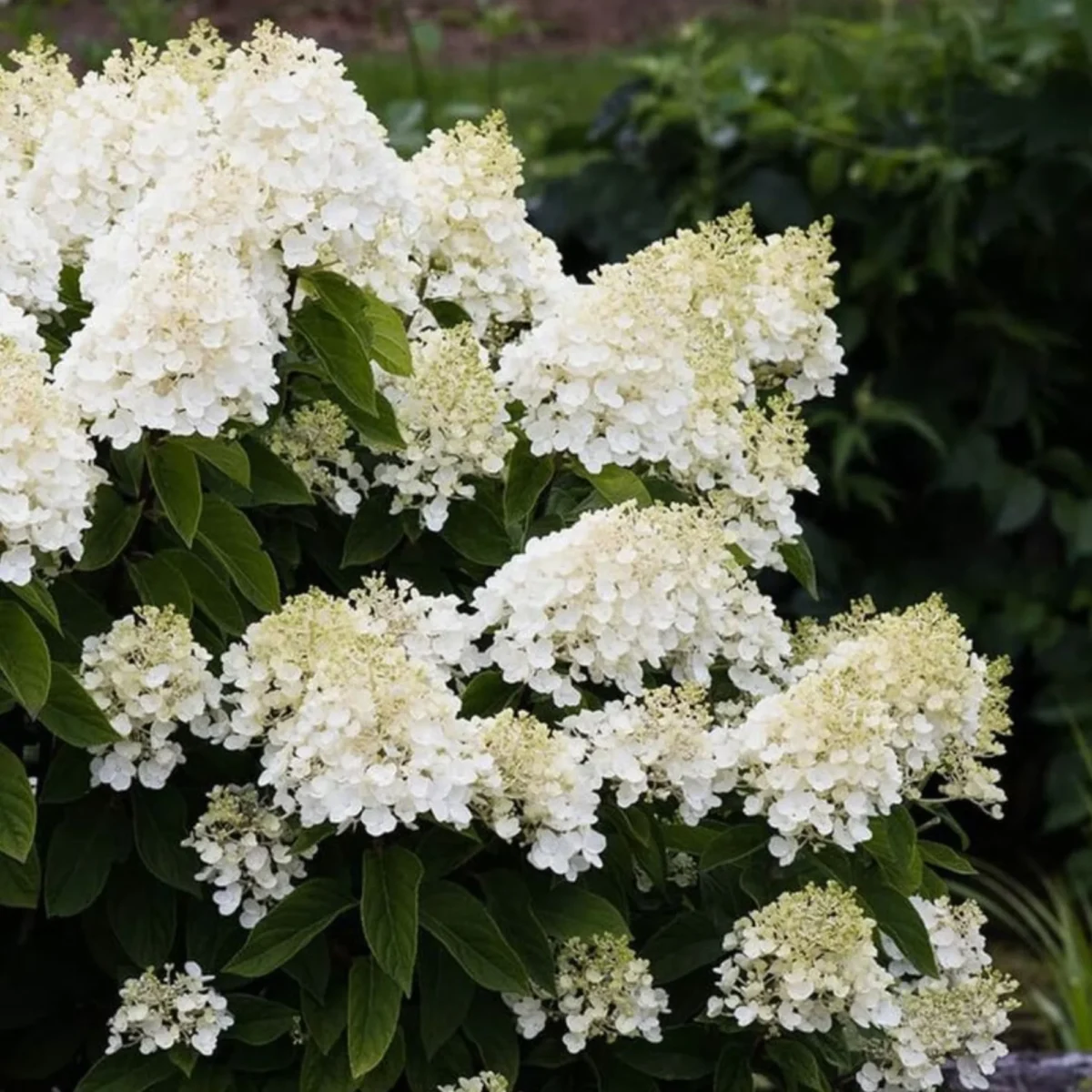 hydrangea-living-milk-honey Hydrangea paniculata Living Milk & Honey