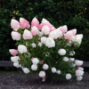 hydrangea-living-pink-love-01 Hydrangea paniculata Living Pink & Rose