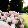 hydrangea-living-pink-love Hydrangea paniculata Living Pink & Rose