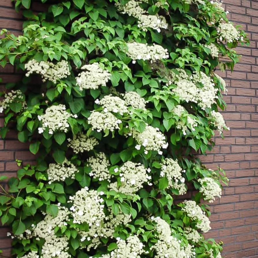 Hydrangea serrata Miranda