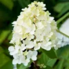 Hydrangea paniculata Phantom