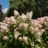 Hydrangea paniculata Phantom
