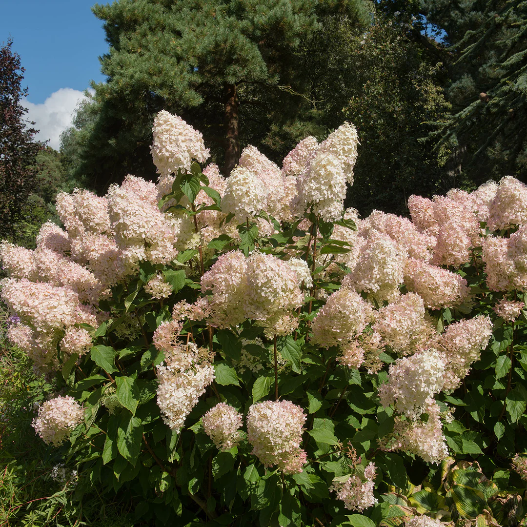 hydrangea-phantom Hydrangea paniculata Phantom