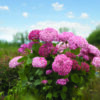 Hydrangea arborescens Pink Annabelle