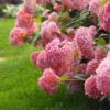 Hydrangea arborescens Pink Annabelle