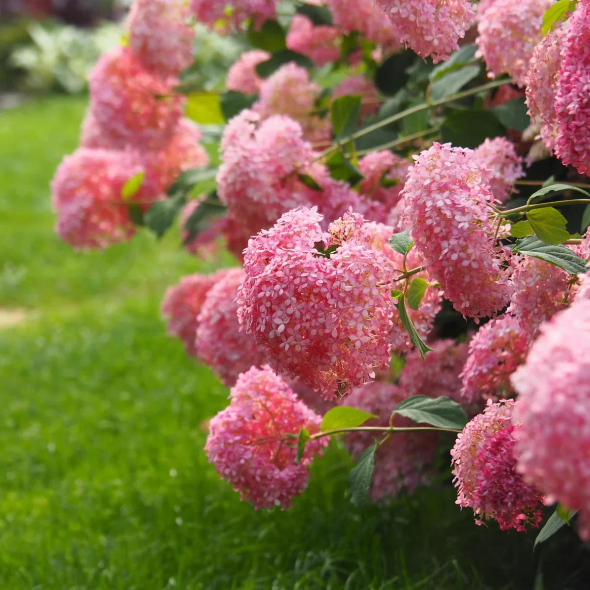 hydrangea-pink-annabelle Hydrangea arborescens Pink Annabelle