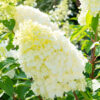 Hydrangea paniculata Polar Bear