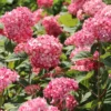 Hydrangea arborescens Ruby Annabelle