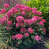 Hydrangea arborescens Ruby Annabelle