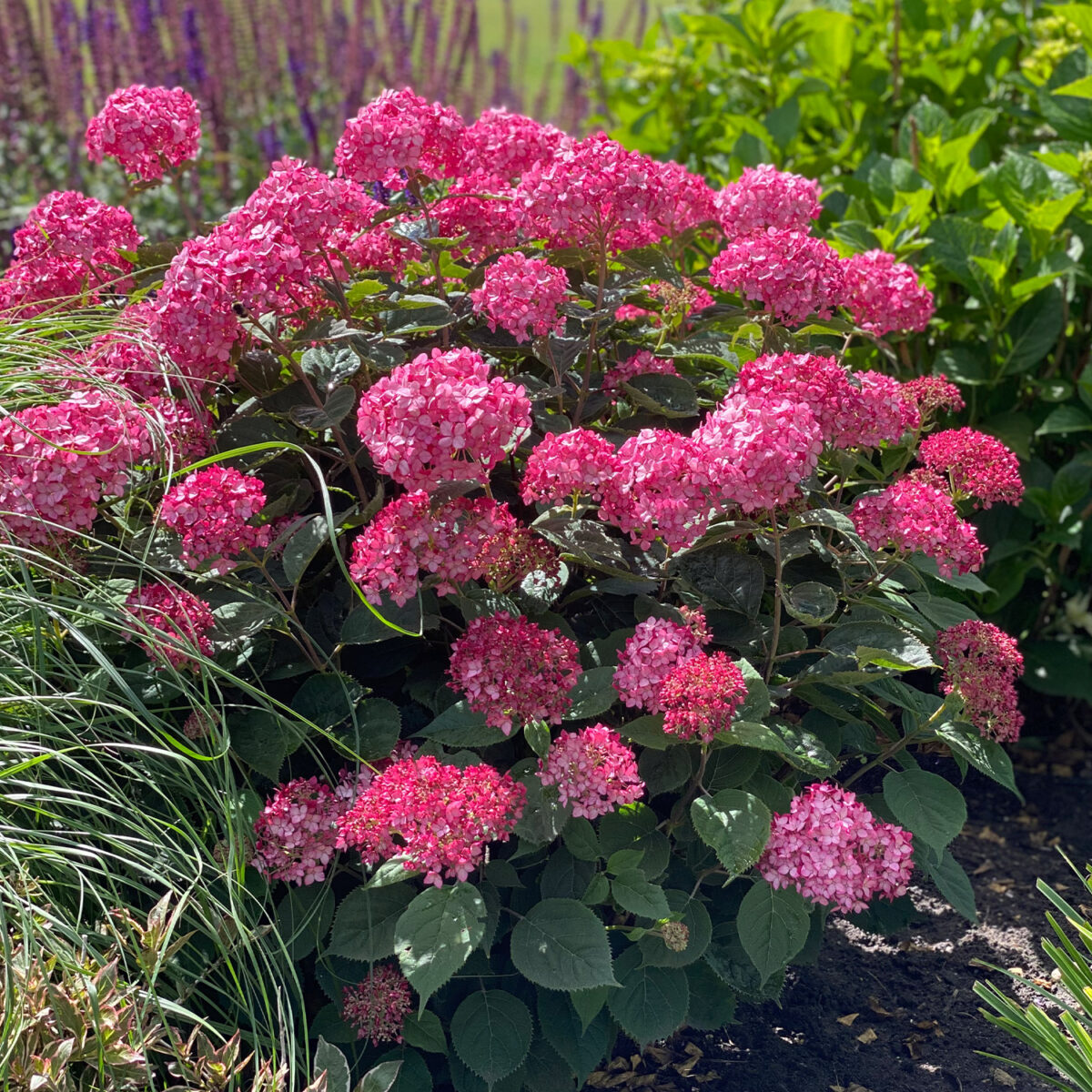 hydrangea-ruby-annabelle Hydrangea arborescens Ruby Annabelle