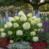 Hydrangea paniculata Silver Dollar