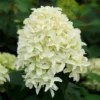 hydrangea-skyfall-01 Hydrangea paniculata Skyfall
