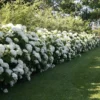 Hydrangea arborescens Strong Annabelle
