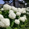 Hydrangea arborescens Strong Annabelle