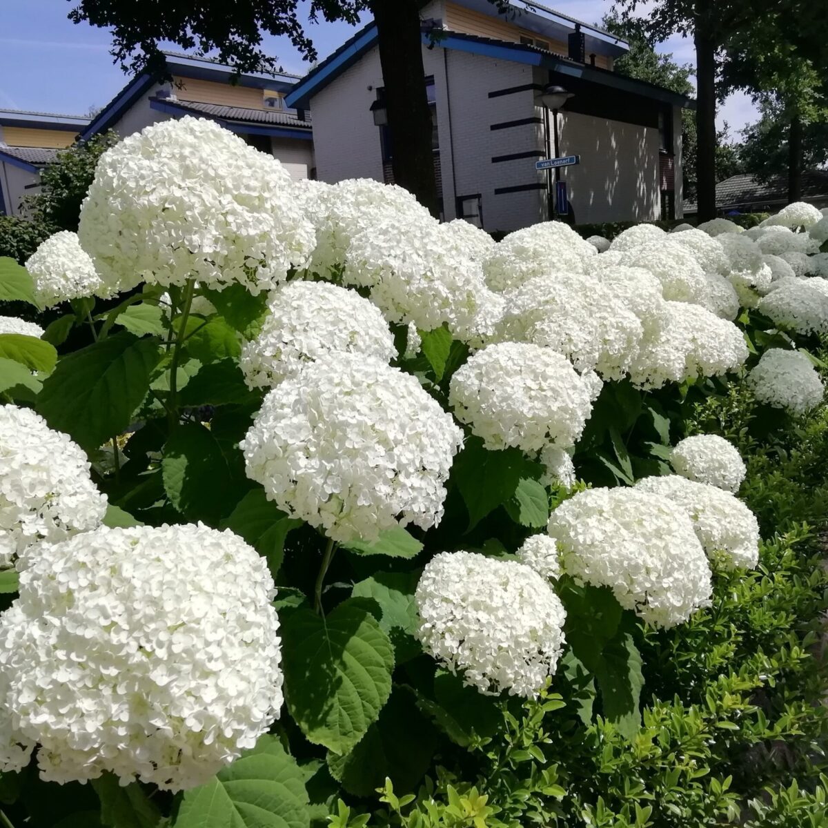 hydrangea-strong-annabelle Hydrangea arborescens Strong Annabelle