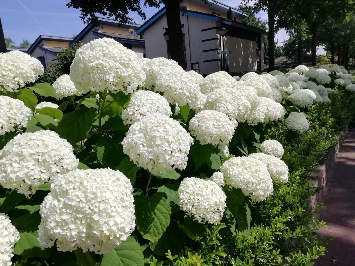 Hydrangea arborescens Strong Annabelle