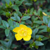 hypericum Hypericum calycinum