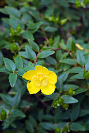 Hypericum calycinum