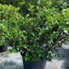 ilex-blue-prince Ilex Blue Prince