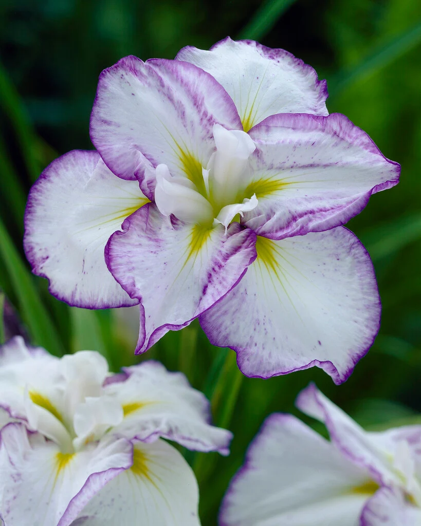 Iris Light at Dawn