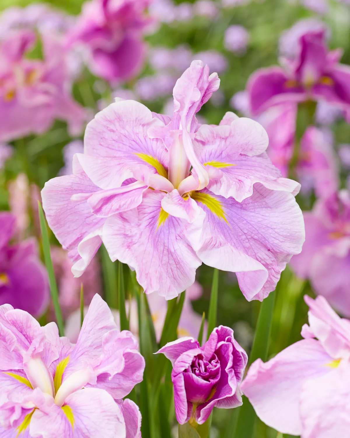 iris-tub-tim-grob-01 Iris Tub Tim Grob