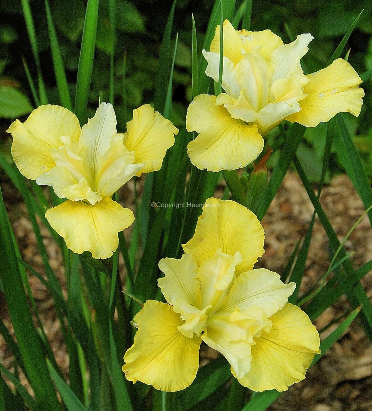 iris-yellow-tail Iris Yellow Tail