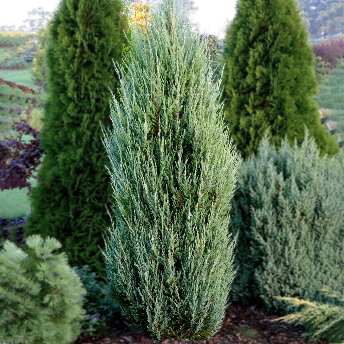 Juniperus Blue Arrow