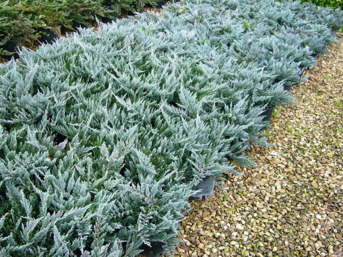 juniperus-blue-chip Juniperus horizontalis Blue Chip