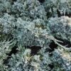 juniperus-glacier Juniperus horizontalis Glacier
