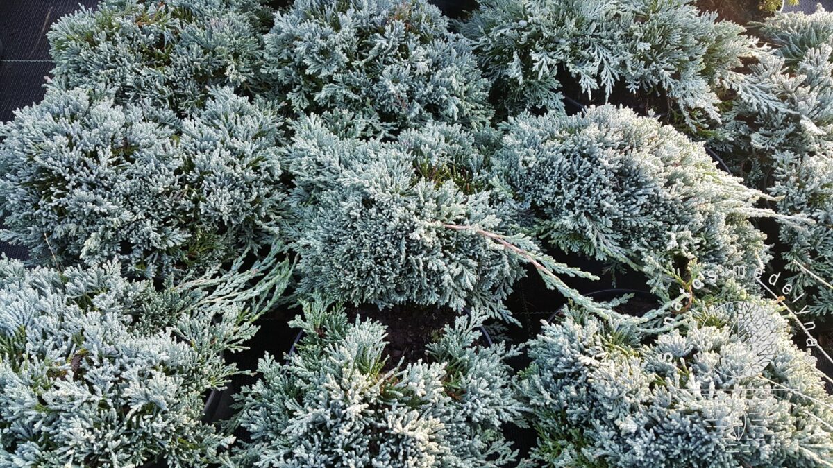 juniperus-glacier Juniperus horizontalis Glacier