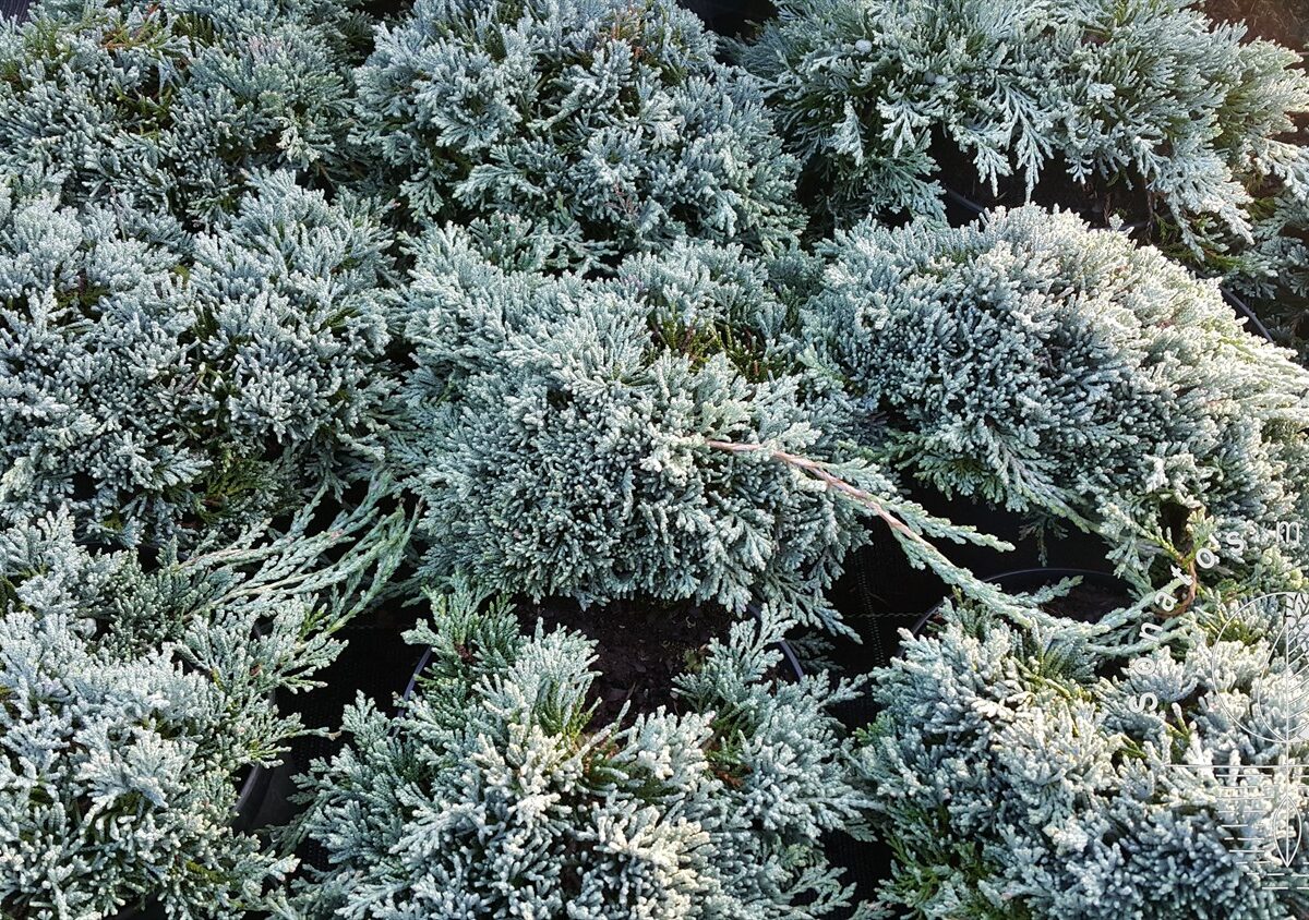 Juniperus horizontalis Glacier